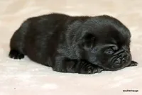 Diva, a female Pug for sale in Dallas, TX – Photo 8 of 10