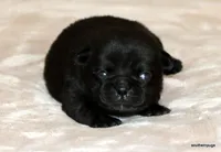 Diva, a female Pug for sale in Dallas, TX – Photo 2 of 10