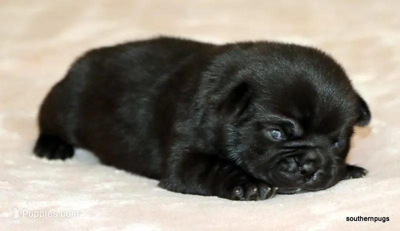 Diva – Pug puppy for sale in Dallas, TX