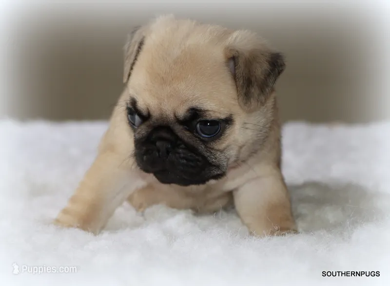 Noodle – Pug puppy for sale in Dallas, TX