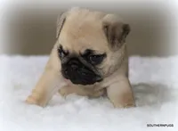 Noodle, a female Pug for sale in Dallas, TX – 1 of 10