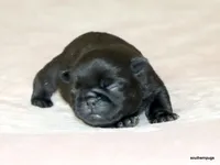 Rosco, a male Pug for sale in Dallas, TX – Photo 8 of 10