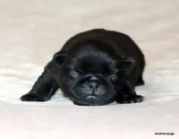 Rosco, a male Pug for sale in Dallas, TX – Photo 1 of 10