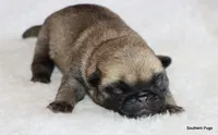 Alex, a male Pug for sale in Dallas, TX – 4 of 10