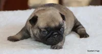 Hazel, a female Pug for sale in Dallas, TX – 9 of 9