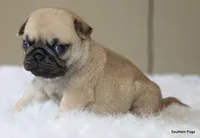 Noodle, a female Pug for sale in Dallas, TX – 10 of 10