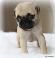 Walter, a male Pug for sale in Dallas, TX – 8 of 9