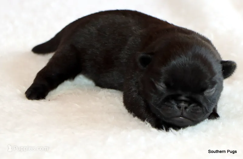 Timmy – Pug puppy for sale in Dallas, TX