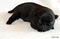 Timmy, a male Pug for sale in Dallas, TX – 1 of 10
