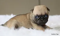 Otis, a male Pug for sale in Dallas, TX – 10 of 10