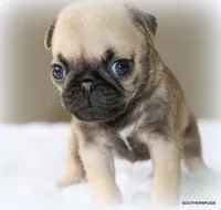 Otis, a male Pug for sale in Dallas, TX – 7 of 10