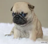 Noodle, a female Pug for sale in Dallas, TX – 7 of 10