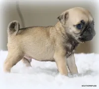 Otis, a male Pug for sale in Dallas, TX – 2 of 10
