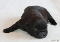Timmy, a male Pug for sale in Dallas, TX – 5 of 10