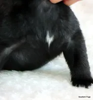 Timmy, a male Pug for sale in Dallas, TX – 7 of 10