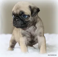 Biscuit , a female Pug for sale in Dallas, TX – 8 of 10