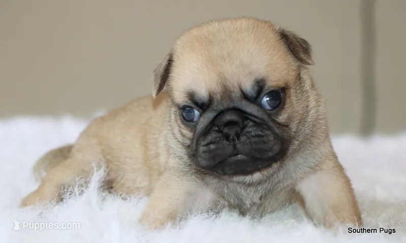 Noodle – Pug puppy for sale in Dallas, TX