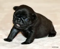 Junie, a female Pug for sale in Dallas, TX – Photo 9 of 10