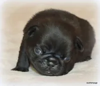 Junie, a female Pug for sale in Dallas, TX – Photo 5 of 10