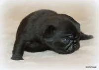 Junie, a female Pug for sale in Dallas, TX – Photo 3 of 10