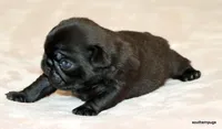 Junie, a female Pug for sale in Dallas, TX – Photo 7 of 10