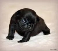 Junie, a female Pug for sale in Dallas, TX – Photo 10 of 10