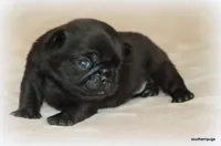 Junie, a female Pug for sale in Dallas, TX – Photo 2 of 10