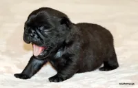 Junie, a female Pug for sale in Dallas, TX – Photo 8 of 10