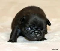 Junie, a female Pug for sale in Dallas, TX – Photo 6 of 10