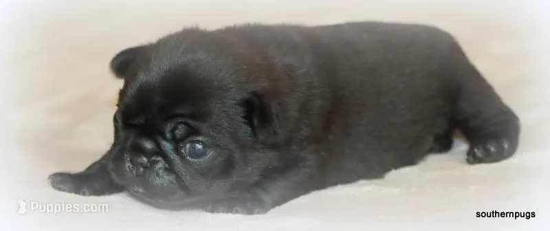 Junie – Pug puppy for sale in Dallas, TX