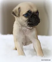 Walter, a male Pug for sale in Dallas, TX – 5 of 9