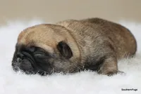 Willow, a female Pug for sale in Dallas, TX – Photo 6 of 8