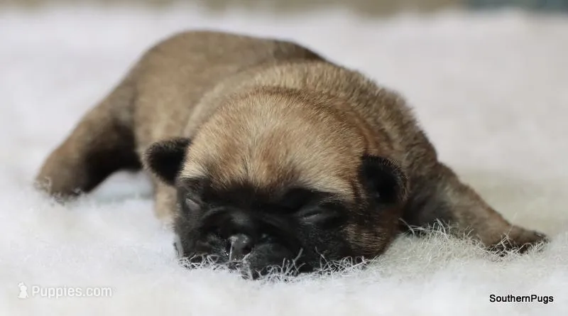 Willow, a female Pug for sale in Dallas, TX – Photo 1 of 8