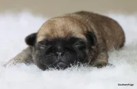 Willow, a female Pug for sale in Dallas, TX – Photo 7 of 8