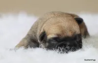 Willow, a female Pug for sale in Dallas, TX – Photo 5 of 8