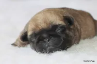 Willow, a female Pug for sale in Dallas, TX – Photo 4 of 8