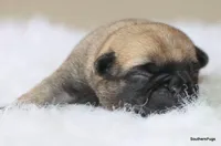 Willow, a female Pug for sale in Dallas, TX – Photo 8 of 8