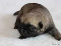 Alex, a male Pug for sale in Dallas, TX – 6 of 10