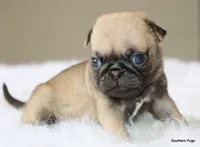 Otis, a male Pug for sale in Dallas, TX – 8 of 10