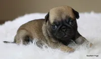 Biscuit , a female Pug for sale in Dallas, TX – 4 of 10