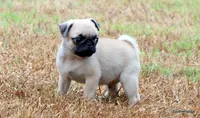 Ace, a male Pug for sale in Dallas, TX – 7 of 10