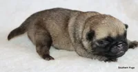 Alex, a male Pug for sale in Dallas, TX – 8 of 10