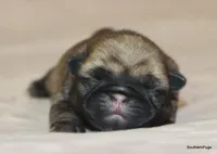 Rocky, a male Pug for sale in Dallas, TX – Photo 9 of 10