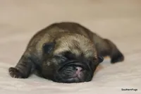 Rocky, a male Pug for sale in Dallas, TX – Photo 2 of 10