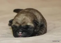 Rocky, a male Pug for sale in Dallas, TX – Photo 8 of 10