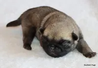 Alex, a male Pug for sale in Dallas, TX – 3 of 10