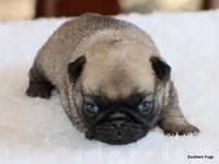 Hazel, a female Pug for sale in Dallas, TX – 3 of 9