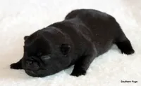 Timmy, a male Pug for sale in Dallas, TX – 3 of 10