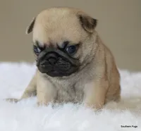 Noodle, a female Pug for sale in Dallas, TX – 2 of 10