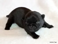 Timmy, a male Pug for sale in Dallas, TX – 8 of 10